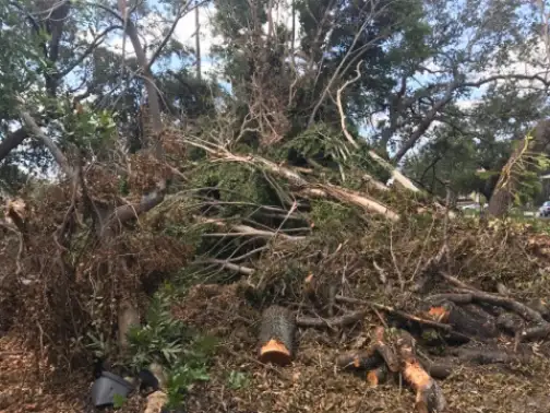 Tree and large debris clearing service for land restoration and property preparation